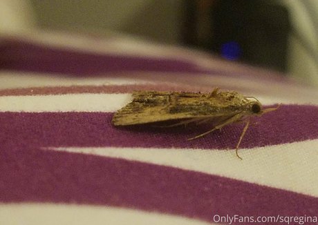 sqregina xxx model gallery