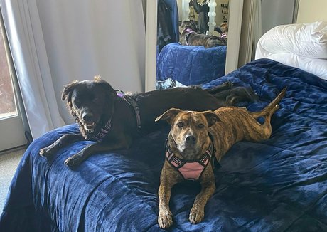 sophiaroseisreal art pornstar pictures