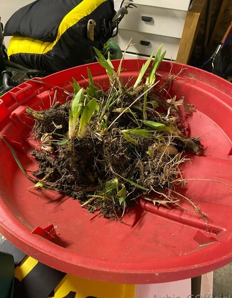 aubiegfree sex star image