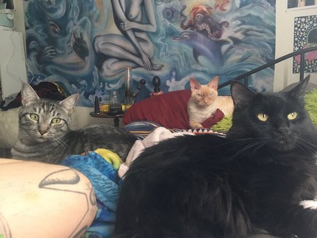 Jiggy Cat Tribe asmr_ nude star picture