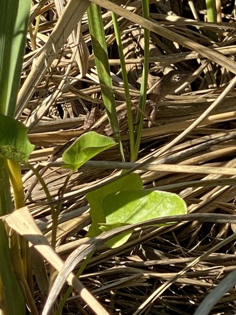 Jordan Lake pornstar free pics