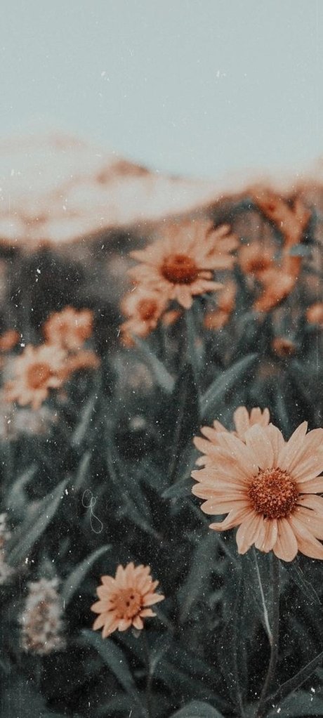 _Nicole high quality star image