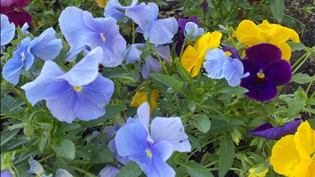 _mixi_ sex star pictures