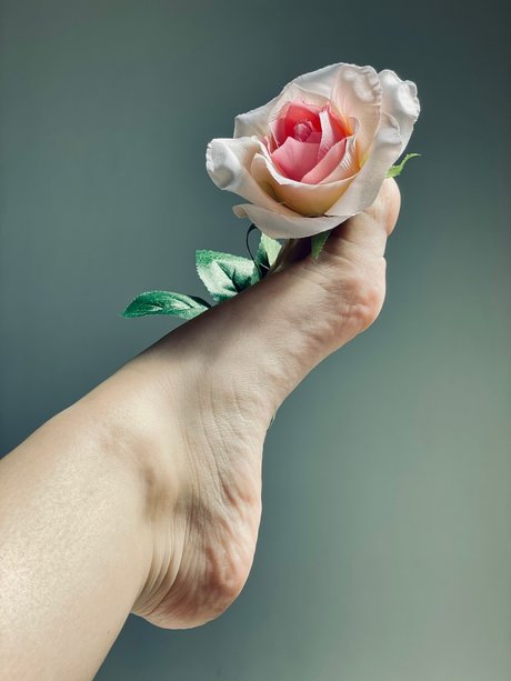 HoneyToes perfect model img