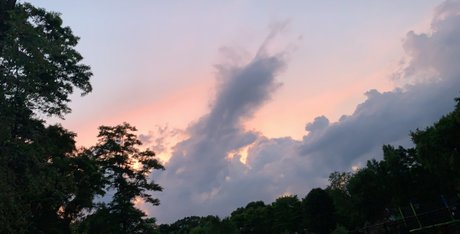 Hoffzilla star free images