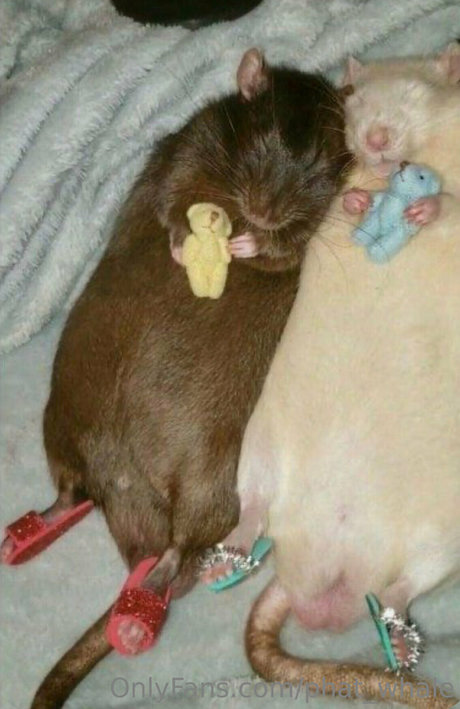 phat whale model photos