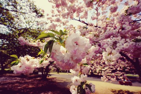 Muscle tanman pornstar high quality gallery