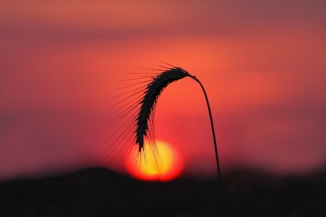 FloriS xxx actress image