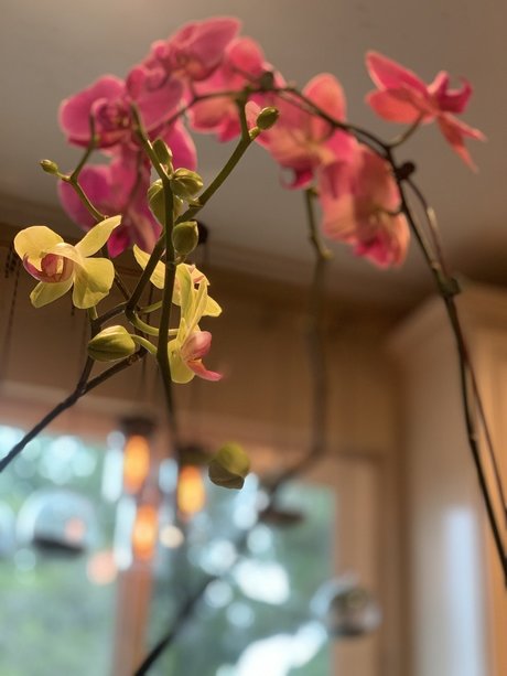 Dominic 8_ pornstar nice img