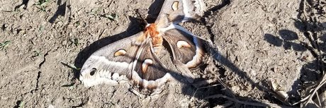 big tiddy boo star nudes pictures