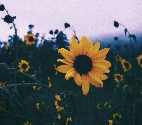 A FreeWoman Ashley Duralia pornstar beautiful images