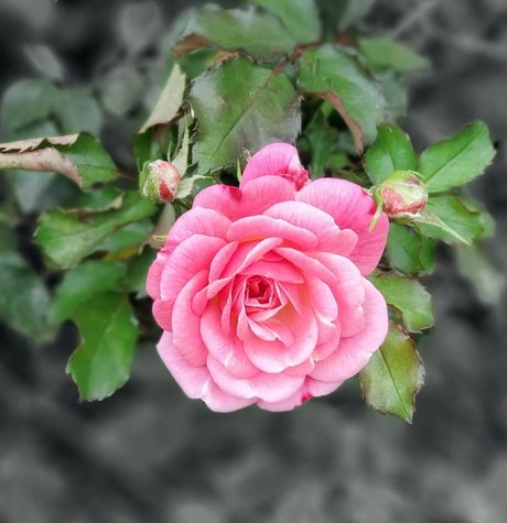 CurvyLifter art star pictures