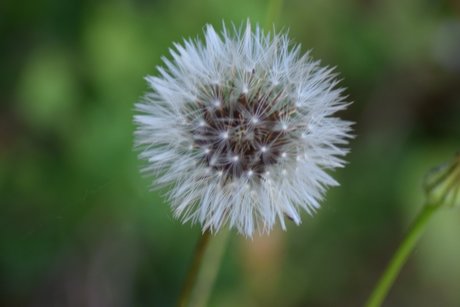 NatureDesire erotic actress archive