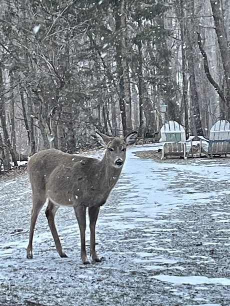 Eilit model art images