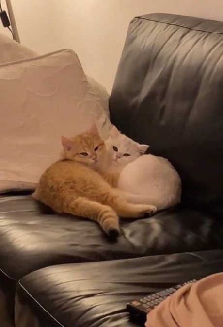 Creme model nice photo