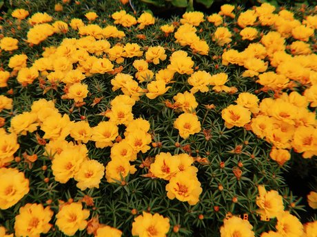 Nicole Kaye top pornstar galleries