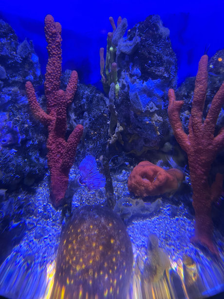 Alana Saint xxx model pic