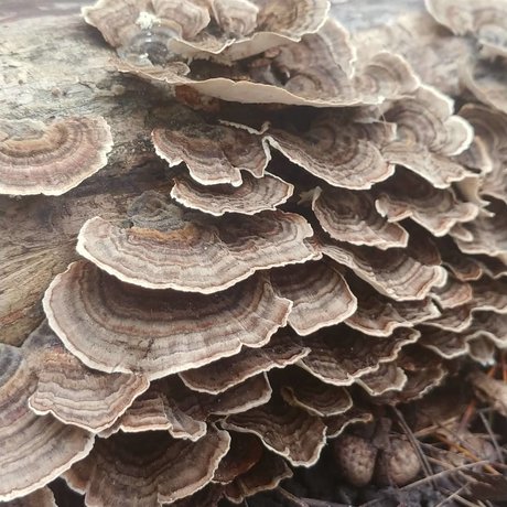 Joanna Banana adult actress image