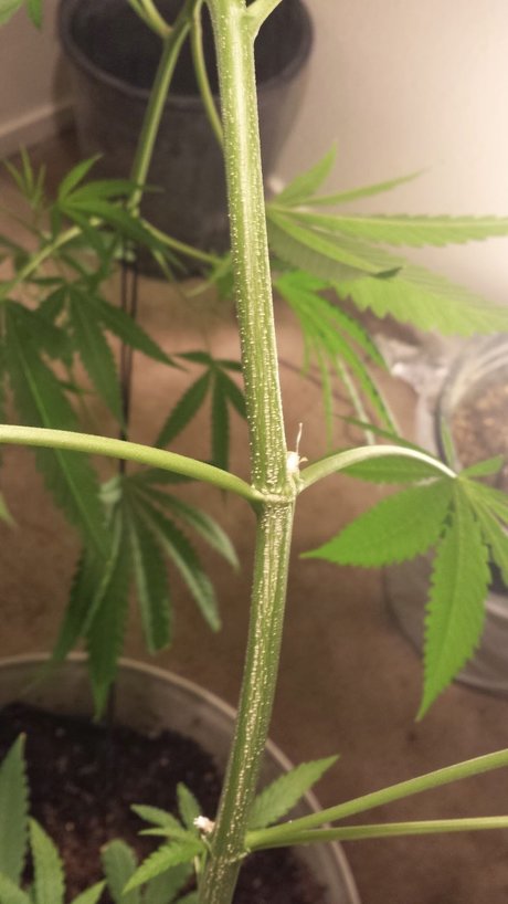 Yesplease sex actress pictures