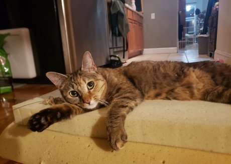 molotovcocktease sex pornstar archive