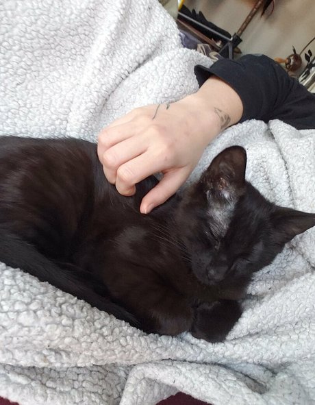 molotovcocktease model adult pictures