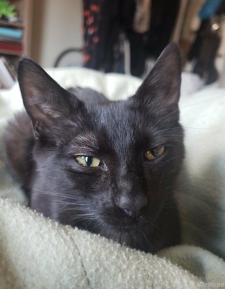 molotovcocktease star art gallery