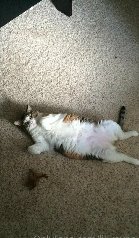 swimming pool onlyfans beautiful nude photo