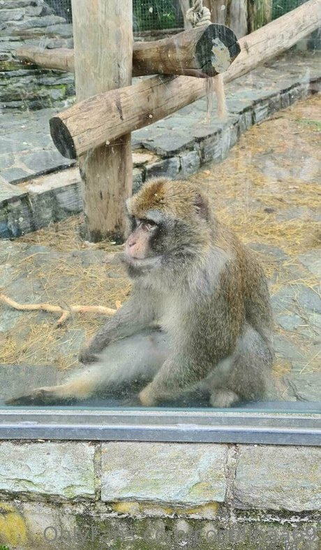 cocolinaa69 model nudes image