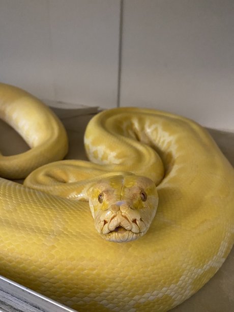 Cheddar The Python pornstar hd pics