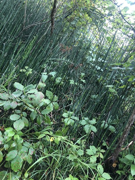 NO FACE NO TRACE nice pornstar pics