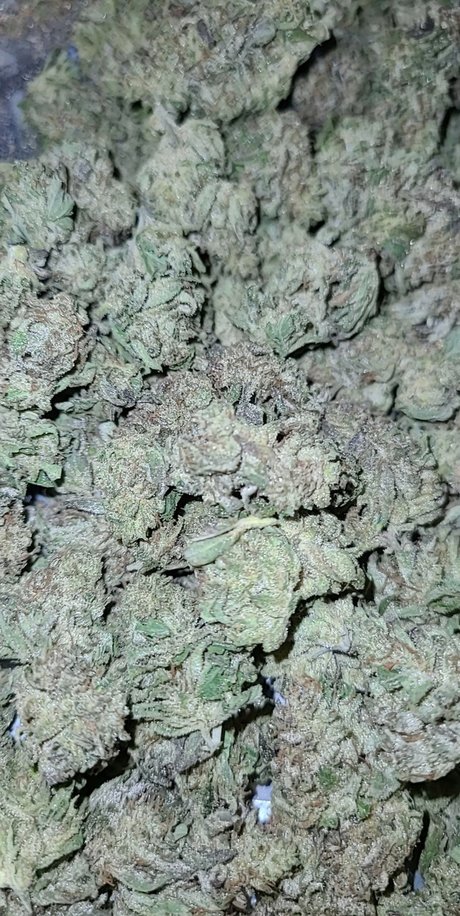 Samantha N Zalenski model nude photo