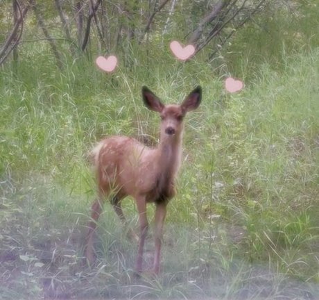 Fawn NO PPV model nude img