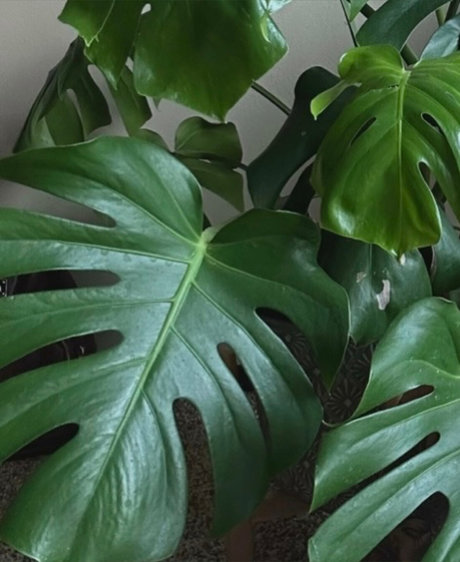 josephine ralyn exclusive actress photo