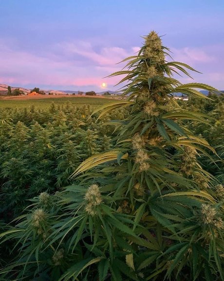 onesexy01 nude star photos