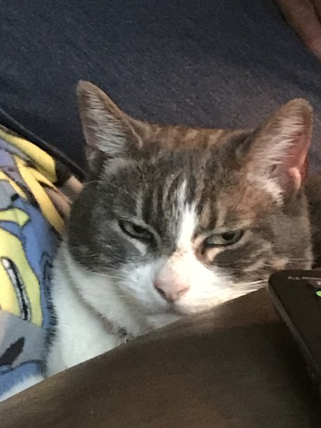 Pussyeater free pornstar image