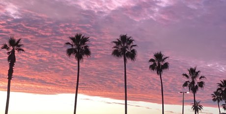 RoyTheCat star exclusive pic