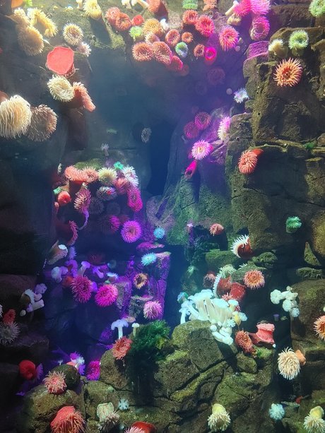 Opal Siren model hd photo