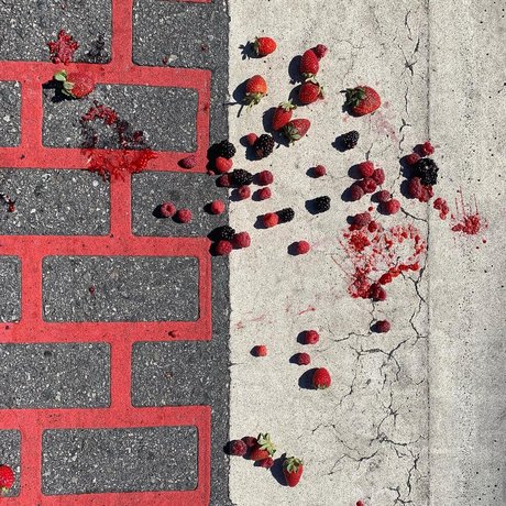 Papillon star beautiful photo