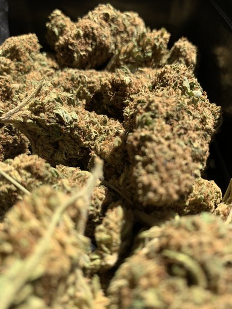 DaddyWood pornstar xxx images