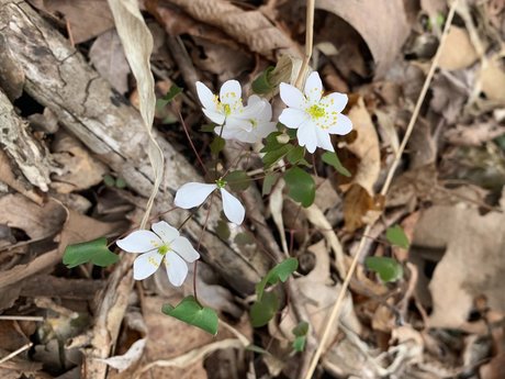 Plow star nice photos