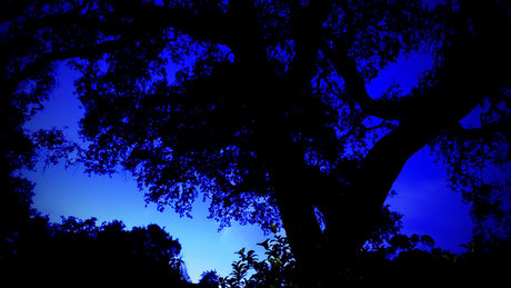 PleasantAme best star images