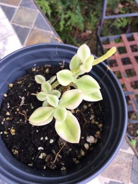 ayam star pornographic img