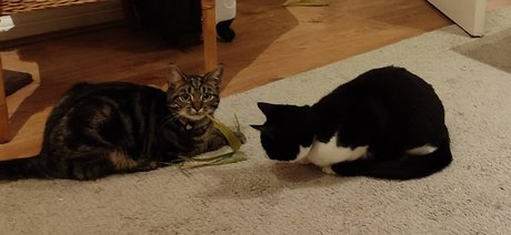 Cool cats xxx star art pics