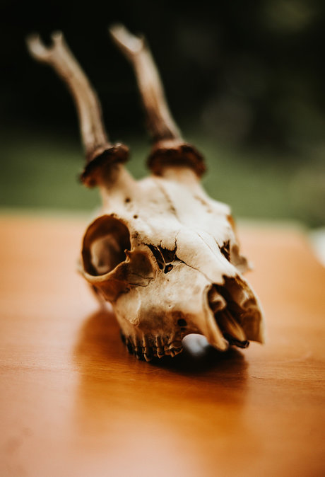 PogoFrogPicx porn star galleries