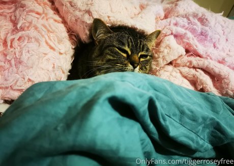 tiggerroseyfree nude pornstar photos