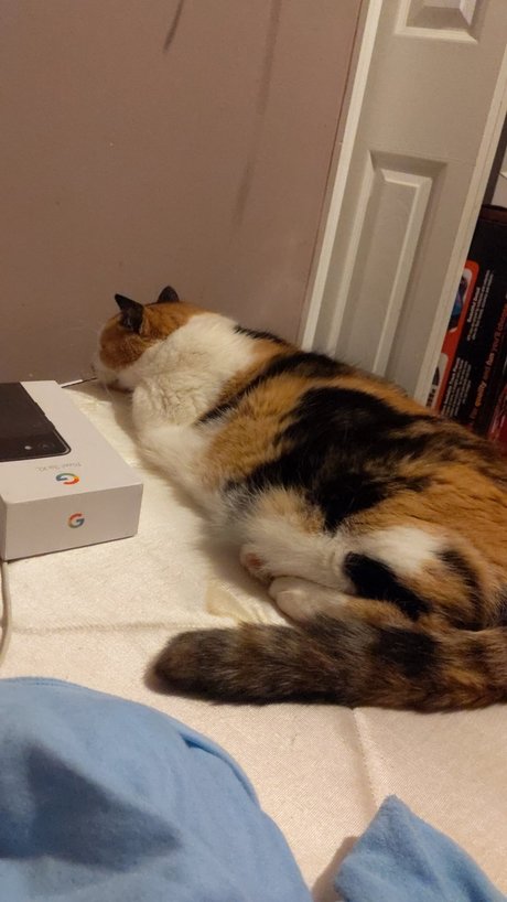 Chillingwithcats model beautiful pictures