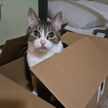 Staci_ top star picture