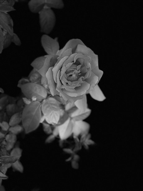 Pup Thor erotic model picture