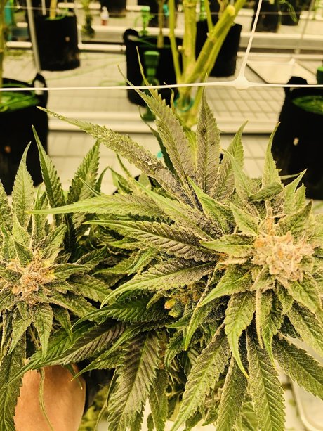 Leann Zimmerman nudes model images