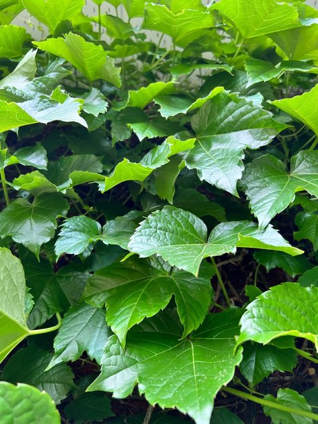 Badru 2 0 model high quality gallery